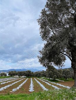 İzmir Milas Karayolu Üzeri Yola Sıfır Zeytinli Tarla!!!!!!!!!!!