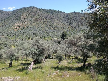 Hacıahmetlerde Satılık Zeytinlik