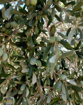 Atıcı Group'dan Satılık 17 Dönüm Zeytinlik