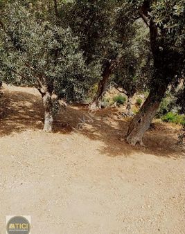 Atıcı Group'dan Satılık Şirince Mevkiinde Zeytinlik
