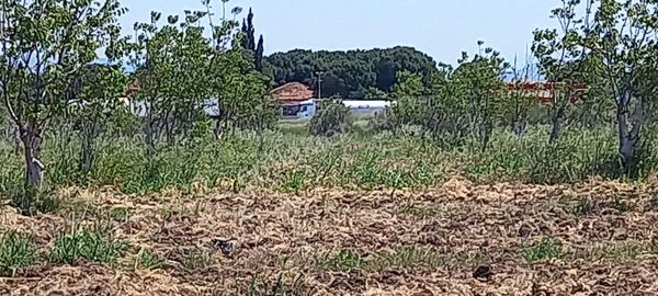 Akhisar Kapaklı Da Satılık 3.250 M2 Trile Zeytinlik 1.300.000 Tl