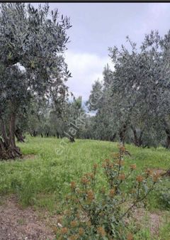 Edincikte Satılık Zeytinlik