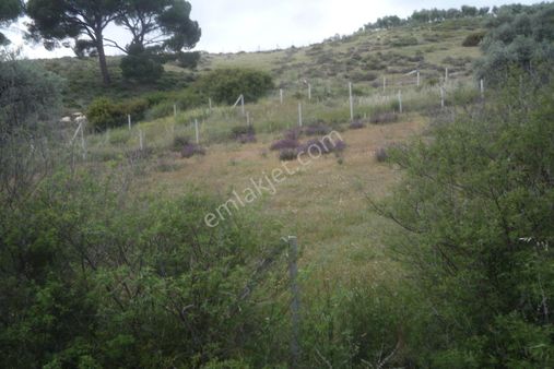 İzmir Torbalı Gold Emlaktan Satılık Bahçe