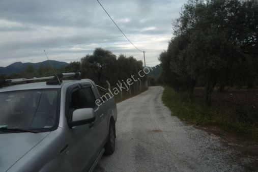 İzmir Torbalı Gold Emlaktan Satılık Zeytin Bahçesi