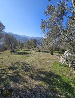 Geyve Umurbey 1365 M2 Konteyner Ve Zeytin Bahçesi Manzaralı