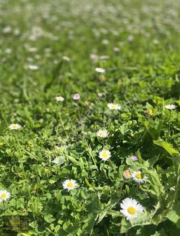 Hendek Yeşilyurt Ta Yola Cephe Satılık Bahçe!!!