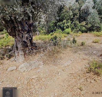 Milas Kandak'ta İçerisinde 150 Zeytin Olan 5447 M2 1 Dönümü Düz.