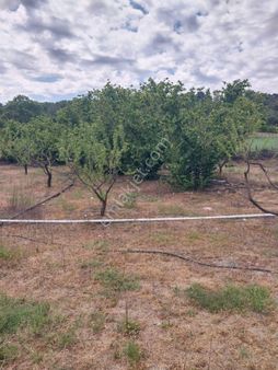 Kazdağlarında 5650 M2 Fidanlık