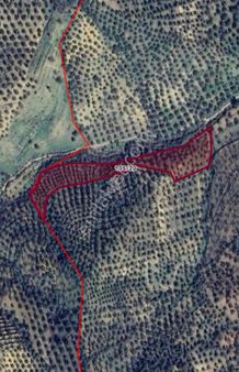 Balıkesir Satılık Zeytinlik