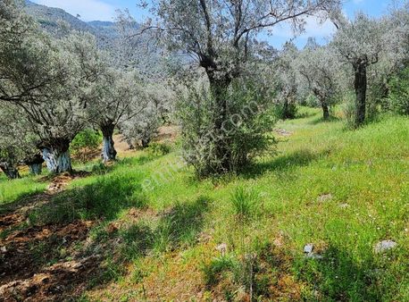 Doğanın Kalbinde Satılık Zeytinlik