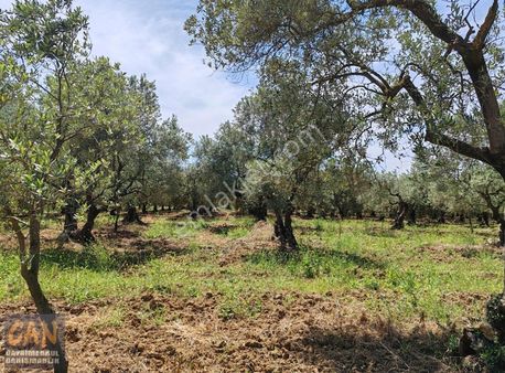 Mustafakemalpaşa Akçapınar 2500 M2 Zeytin Bahçesi