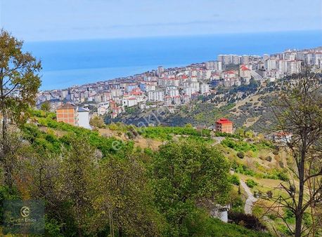 Civan'dan Trabzon Çukurçayır'da Muhteşem Deniz Manzaralı Tarla