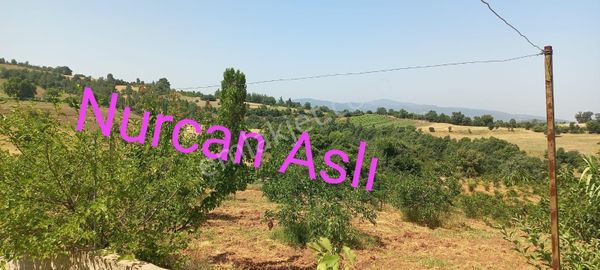 Turgutlu Nurcan Emlak'dan Sivrice Mh.satılık 7.500 M² Bahçe