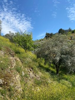 Tire Doğuş Emlaktan Satılık Zeytinlik