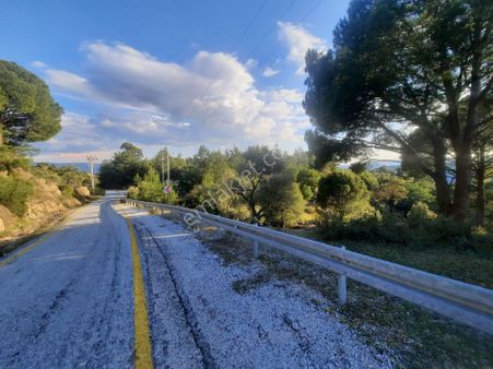 Sarıkaya Mah. Yola 50 M Cephesi Olan 1396 M² Satılık Zeytinlik