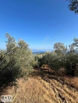 Küçükkuyu'da Full Manzaralı Fırsat Zeytinlik - Rota -