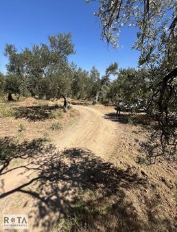 Altınoluk Deniz Manzaralı 11 Dönüm Yolu Olan Zeytinlik-rota