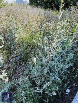 Acil İhtiyaçtan Satılık Kelepir Tarla