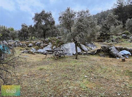 Milas Çamlıbelen Köyünde İmarlı Satılık Tarla!!!