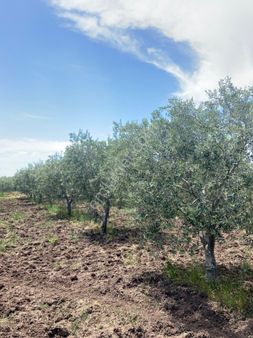 Fiber Emlak Akhisar Kapaklı Mh Satılık Tek Tapu Fırsat Zeytinlik