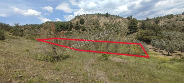 Anahtar Gayrimenkul'den Yatırım Amaçlı Zeytinlik Tarla