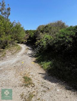 Soma Pirahmet Köyü Satılık Zeytinlik