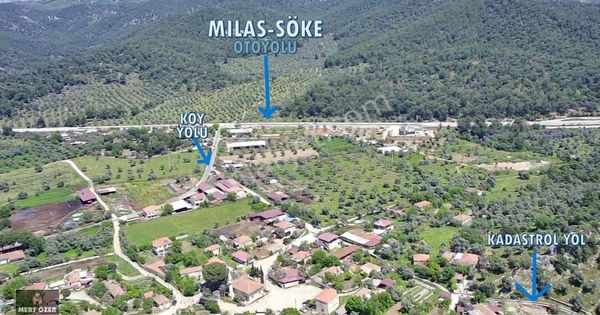 Muğla Milas Köşk'te Köyiçi 9010m2 Satılık Zeytinlik