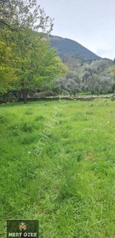 Muğla Milas Danışment'te 1775m2 Satılık Zeytinli Tarla