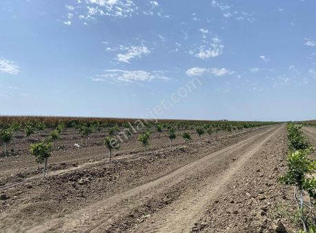 Adahan'dan Develiören Köyü Bölgesi 2 Yaşında W Murcott Mandalina