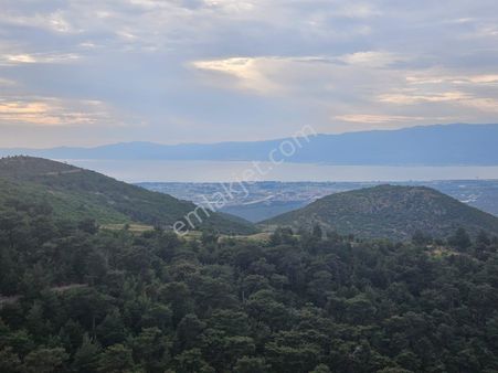 Burhaniye Çallı Mah. Full Deniz Ve Körfez Manzaralı 308 M2 Satılık Arsa!
