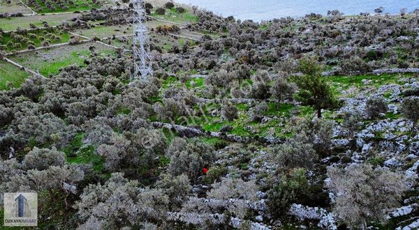 Milas Çökertme Mah. Deniz Manzaralı Zeytinlik Satılık