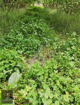 Satılık Fındık Bahçesi