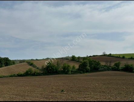 Tekirdağ Malkara Gönence Köyü Satılık 12500m2 Tarla