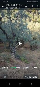 İznik Müşkülede Yola Cephe Zeytinlik.