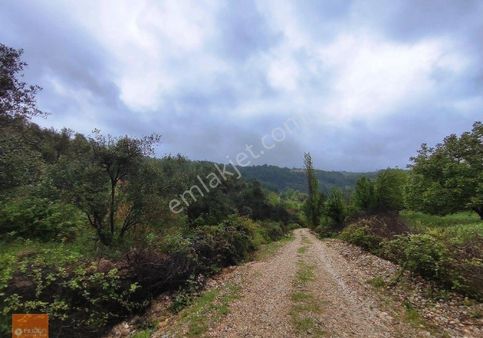 Muğla Emlak Merkezin'den Yeniköy'de Satılık 2576 M2 Tarla