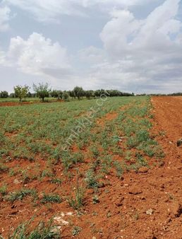 Yağdöner De Satılık Arazi