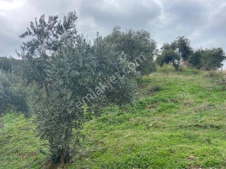 Ali Akdoğan Emlak Ofisinden Satılık Zeytinlik