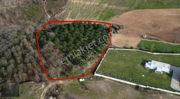 Susurluk'da Satılık Çam Ağacı Ekili Tarla