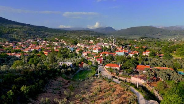 Muğla Menteşe Kafaca Mah. Hissesi Satılık Zeytinlik
