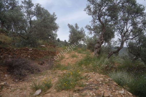 İzmir Torbalı Gold Emlaktan Satılık Zeytinlik