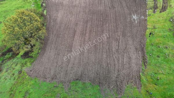 Balıkesir Sındırgıda 1.082 M2 Ekili Düz Köye Yakın Fırsat Arazi