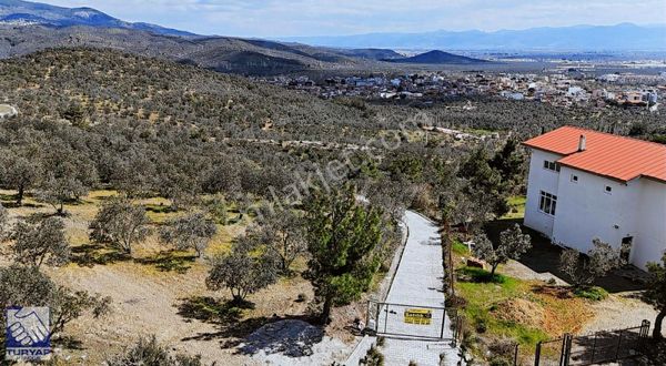 Turyap Altınoluk Zeytinli Köyünde 330 Ağaçlı Satılık Zeytinlik