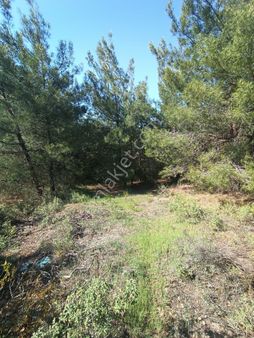 Sakarya-geyve-safibey De Yatırımlık Doğa Manzaralı Arazi