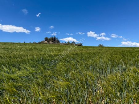 Adana Çukurova'da 46.628 M² Asfalt Kenarı Uygun Fiyatlı Arazi