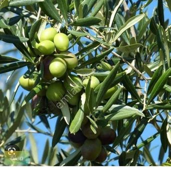 Milas Dörttepe Mahallesinde Yerleşime Yakın Zeytinlik