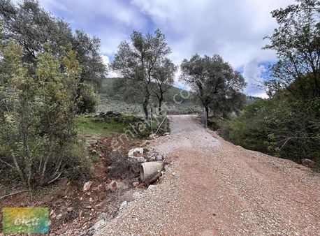 Milas Çamlıbelen Köyünde Satılık Tarla!!!