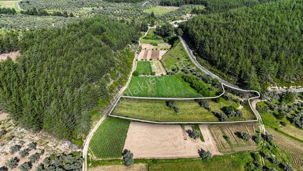 Milas Kuzyaka'da Ana Caddeye Sıfır Satılık Tarla