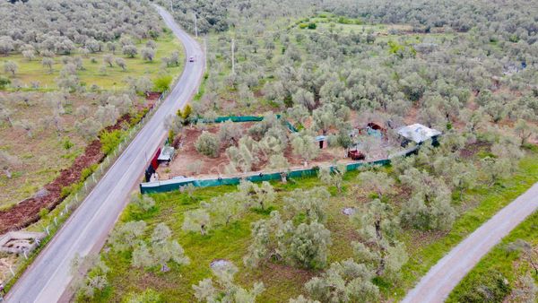 ▀▄artı Emlak'ta Kocadağ'da Asfalta Sıfır Satılık 1233 M2 Zeytinlik