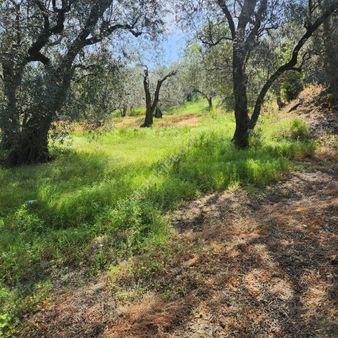 Yatırım Gayrimenkul Den Ful Deniz Manzaralı 533 M2 Zeytinlik