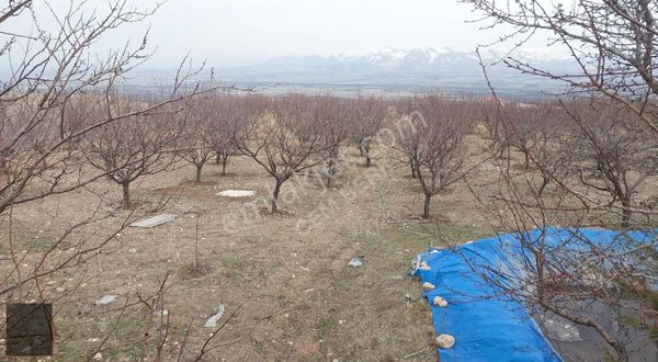 Akçadağ İkinciler Mevkiinde Satılık 9437m2 Bakmlı Kayısı Bahçesi